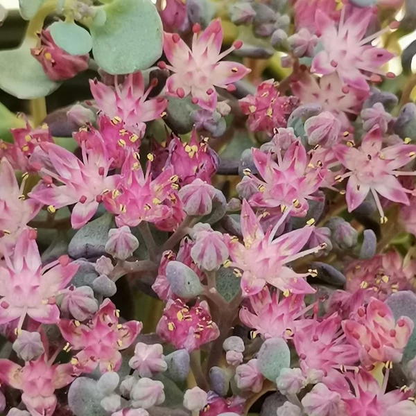 Sedum cauticola – Japán varjúháj