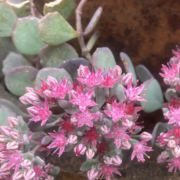 Sedum cauticola – Japán varjúháj