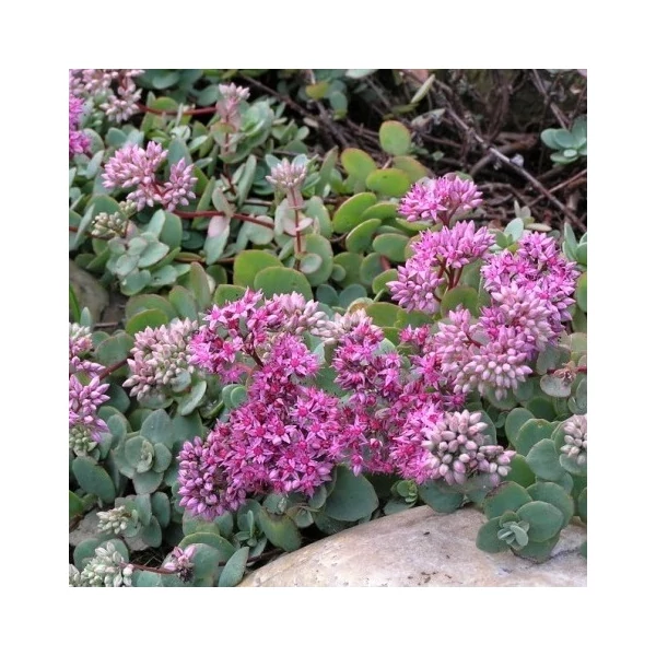 Sedum ewersii - Himalájai varjúháj