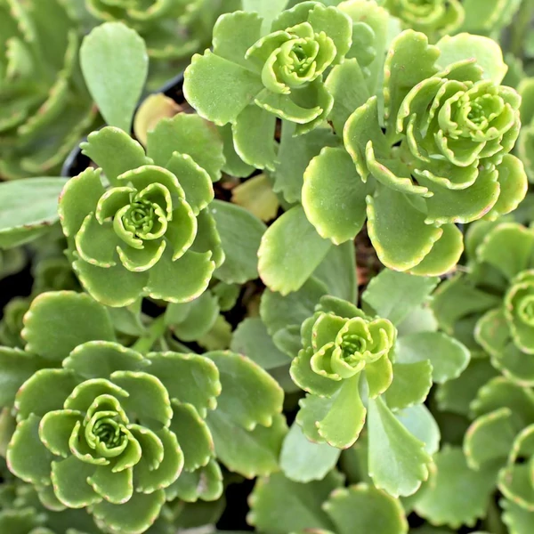 Sedum hybridum 'Immergrünchen' - Örökzöld varjúháj