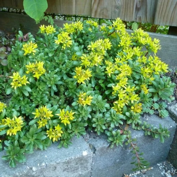 Sedum hybridum 'Immergrünchen' - Örökzöld varjúháj