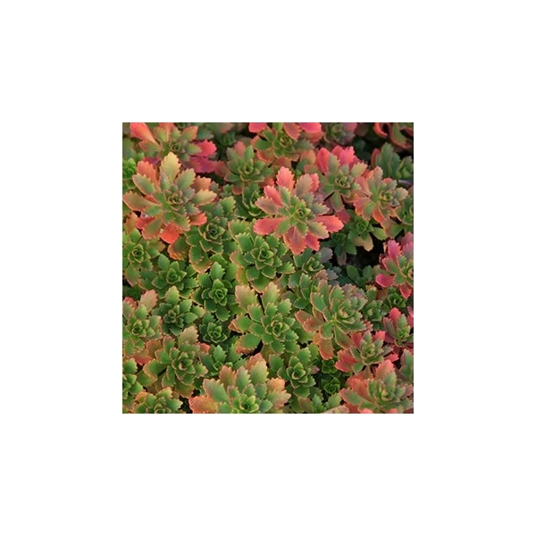 Sedum hybridum 'Immergrünchen' - Örökzöld varjúháj