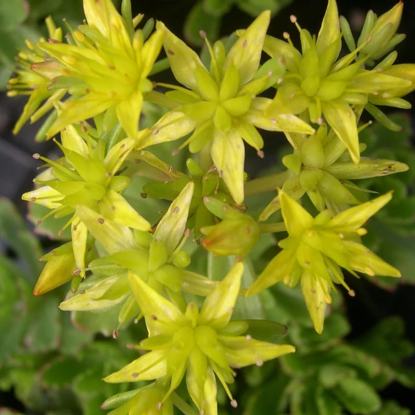 Sedum hybridum 'Immergrünchen' - Örökzöld varjúháj