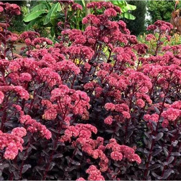 Sedum telephium 'Touchdown Teak' – Varjúháj