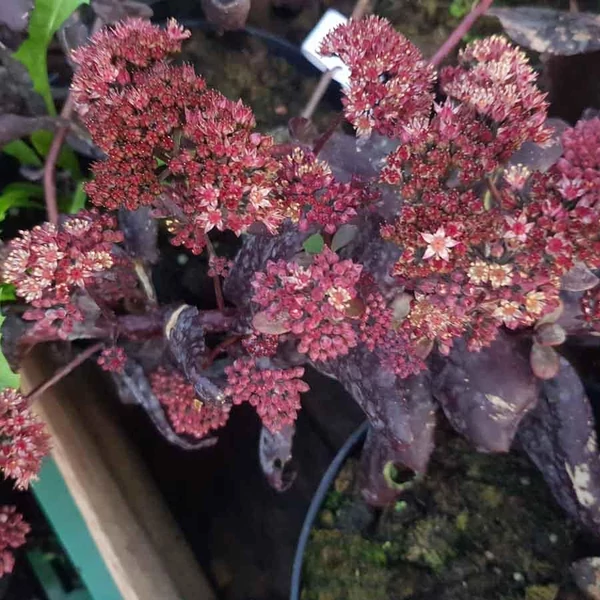 Sedum telephium 'Touchdown Teak' – Varjúháj
