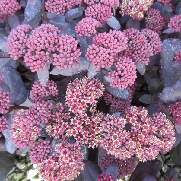 Sedum telephium 'Touchdown Teak' – Varjúháj