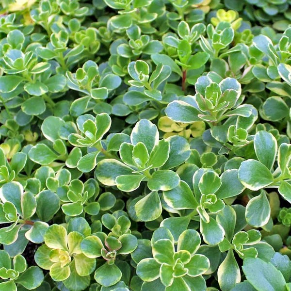 Sedum kamtschaticum 'Variegatum' – Tarka kamtcsatkai varjúháj