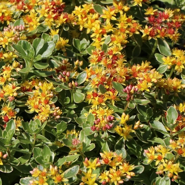 Sedum kamtschaticum 'Variegatum' – Tarka kamtcsatkai varjúháj