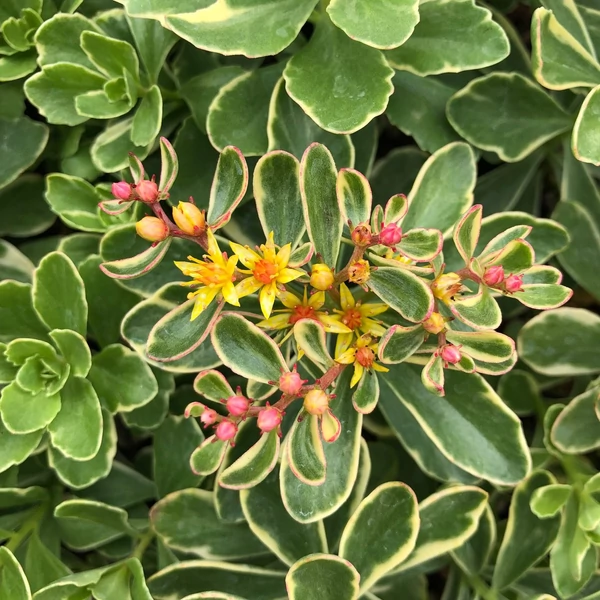 Sedum kamtschaticum 'Variegatum' – Tarka kamtcsatkai varjúháj