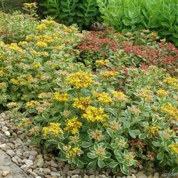 Sedum kamtschaticum 'Variegatum' – Tarka kamtcsatkai varjúháj
