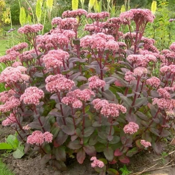 Sedum 'Matrona' - Varjúháj