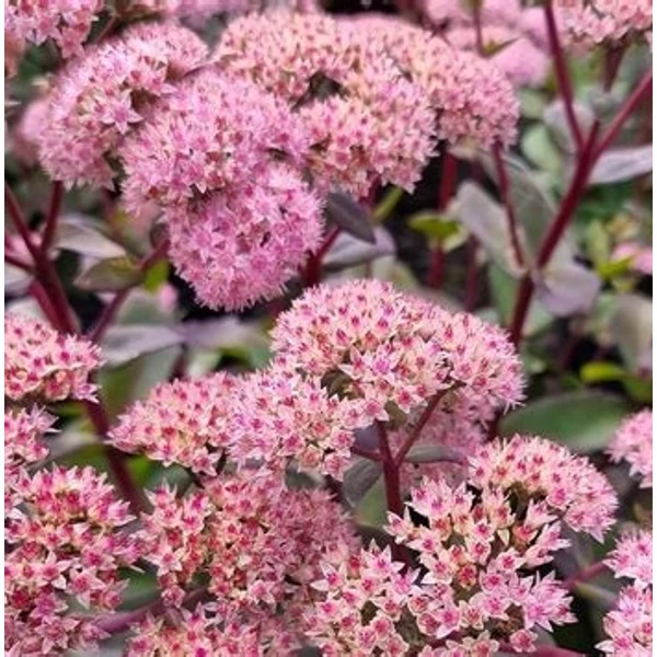 Sedum 'Matrona' - Varjúháj