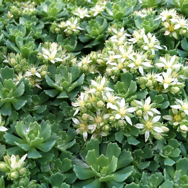 Sedum pachyclados – Varjúháj
