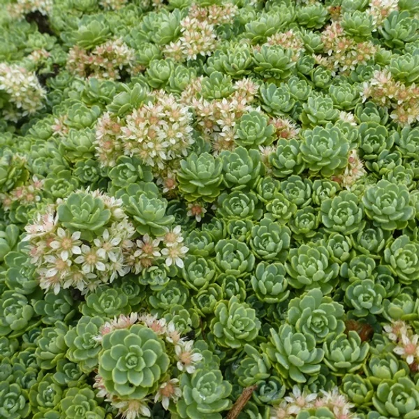 Sedum pachyclados – Varjúháj