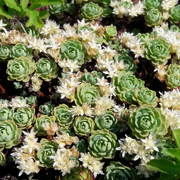 Sedum pachyclados – Varjúháj