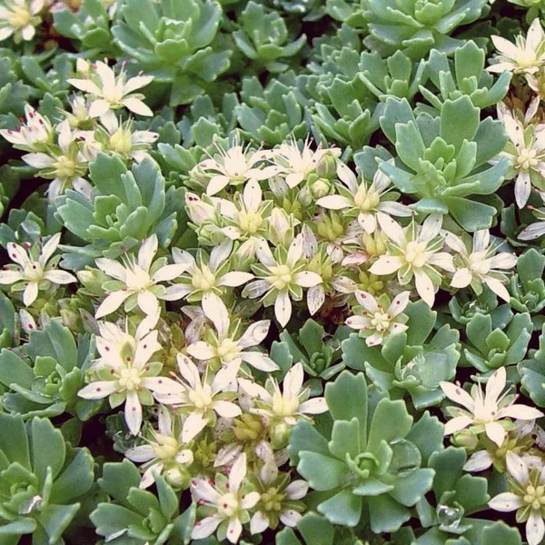 Sedum pachyclados – Varjúháj