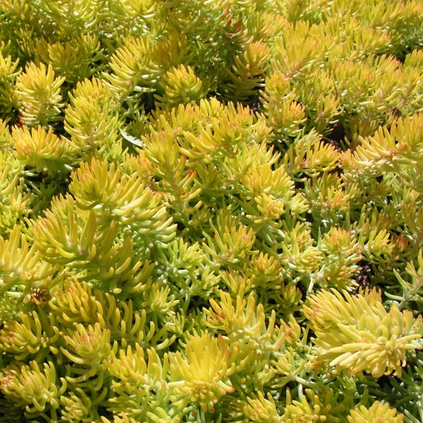 Sedum reflexum 'Angelina' - Kövi varjúháj