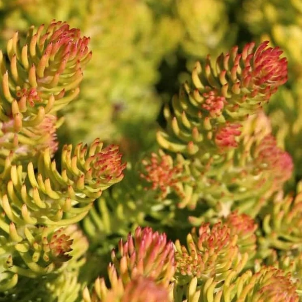 Sedum reflexum 'Angelina' - Kövi varjúháj