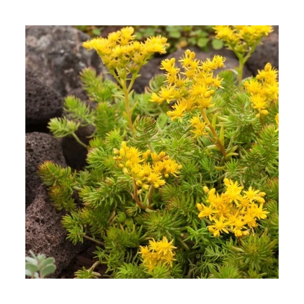 Sedum reflexum 'Angelina' - Kövi varjúháj