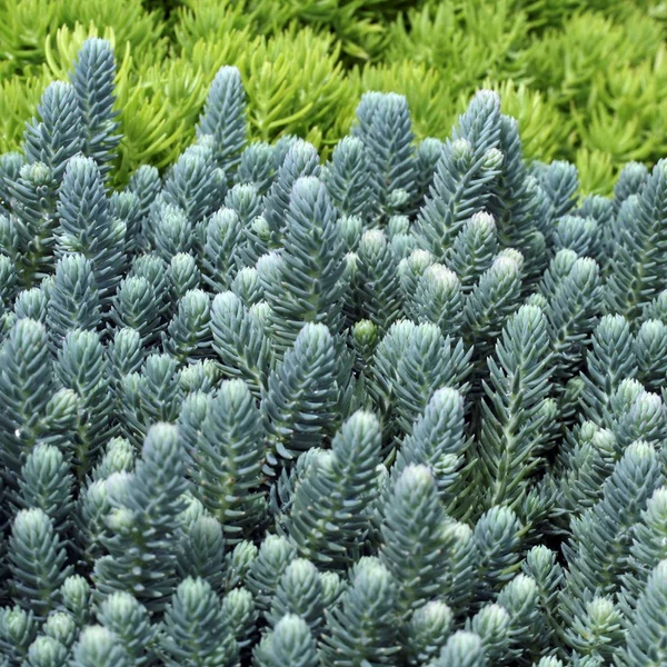 Sedum reflexum 'Blue Cushion' – Kövi varjúháj