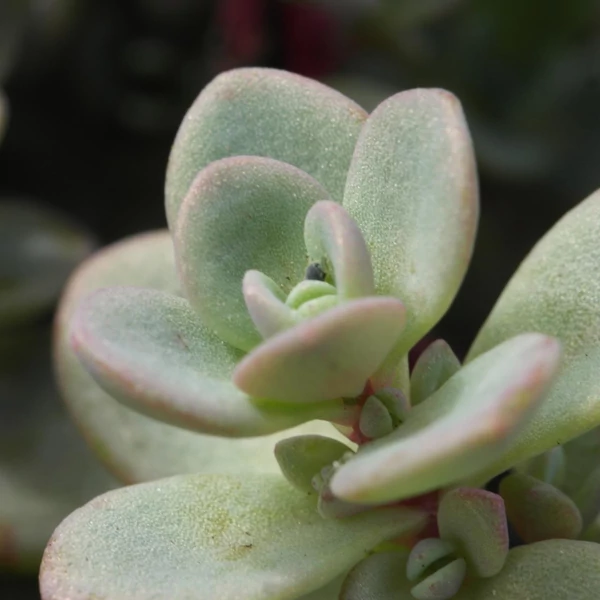 Sedum cyaneum 'Sachalin' - Rózsáskék varjúháj