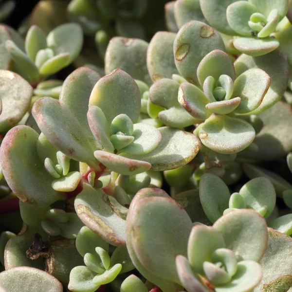 Sedum cyaneum 'Sachalin' - Rózsáskék varjúháj