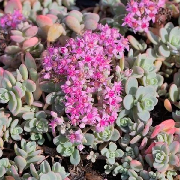 Sedum cyaneum 'Sachalin' - Rózsáskék varjúháj