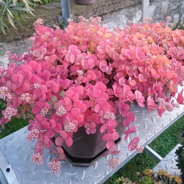 Sedum sieboldii - Októberi varjúháj
