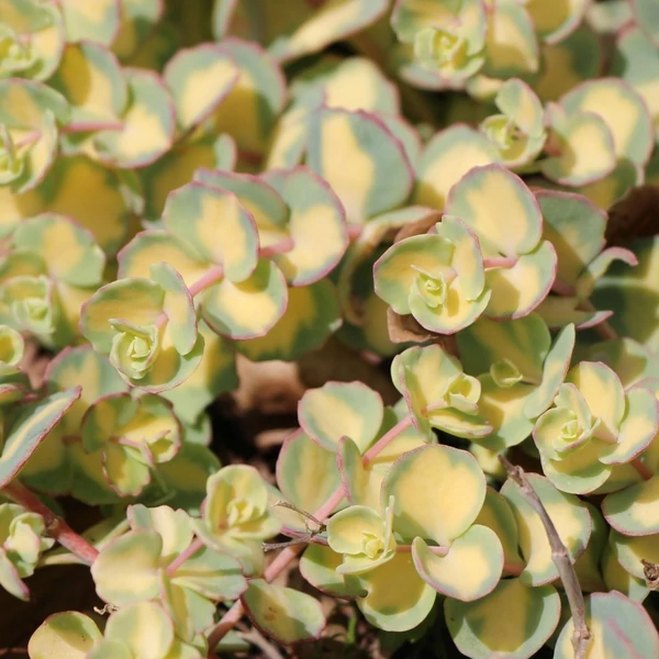 Sedum sieboldii 'Mediovariegatum' - Októberi varjúháj