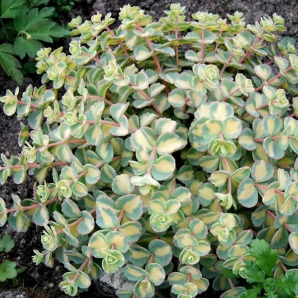 Sedum sieboldii 'Mediovariegatum' - Októberi varjúháj