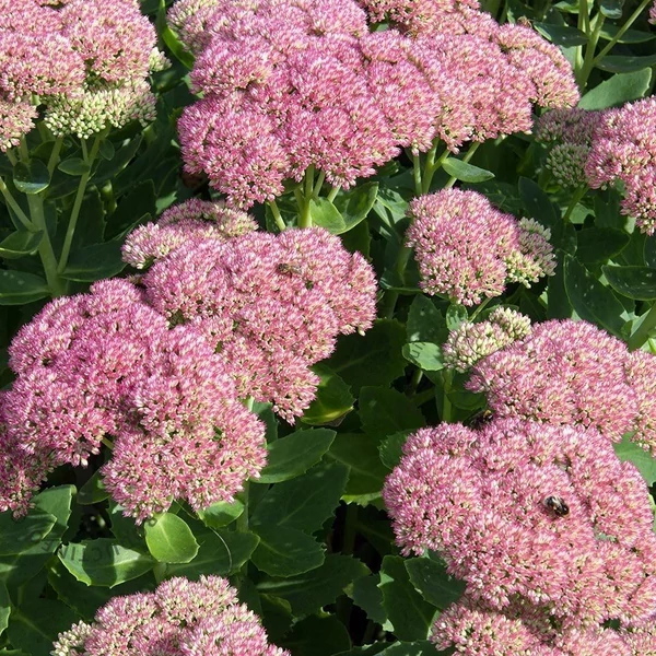 Sedum spectabile 'Brillant' - Pompás varjúháj