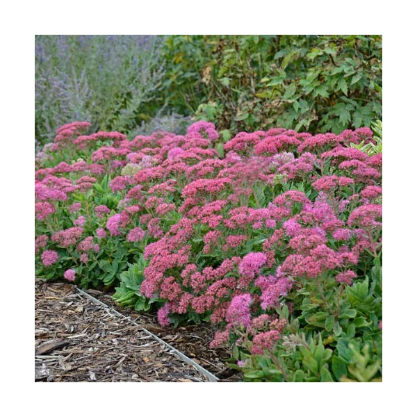 Sedum spectabile 'Brillant' - Pompás varjúháj