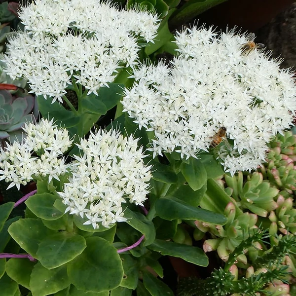 Sedum spectabile 'Stardust' – Pompás varjúháj