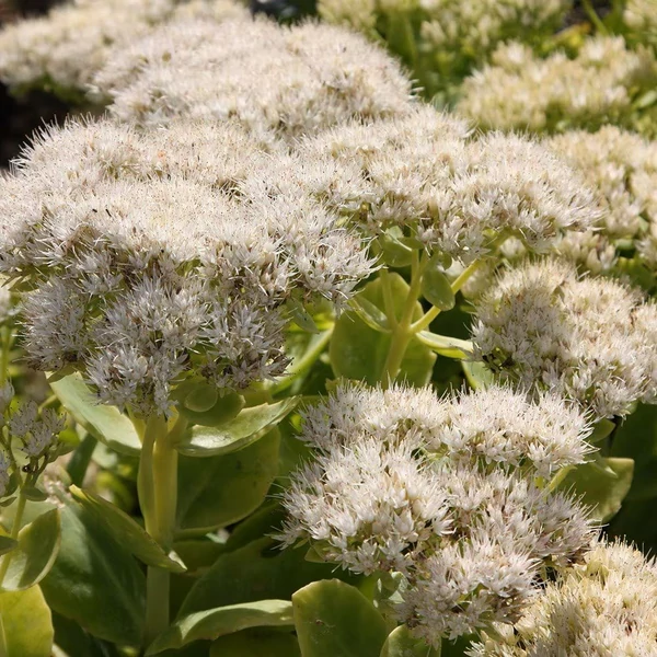 Sedum spectabile 'Stardust' – Pompás varjúháj