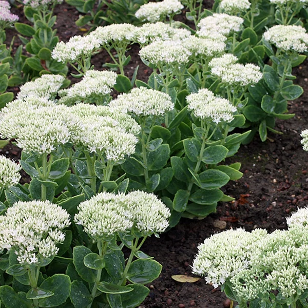 Sedum spectabile 'Stardust' – Pompás varjúháj
