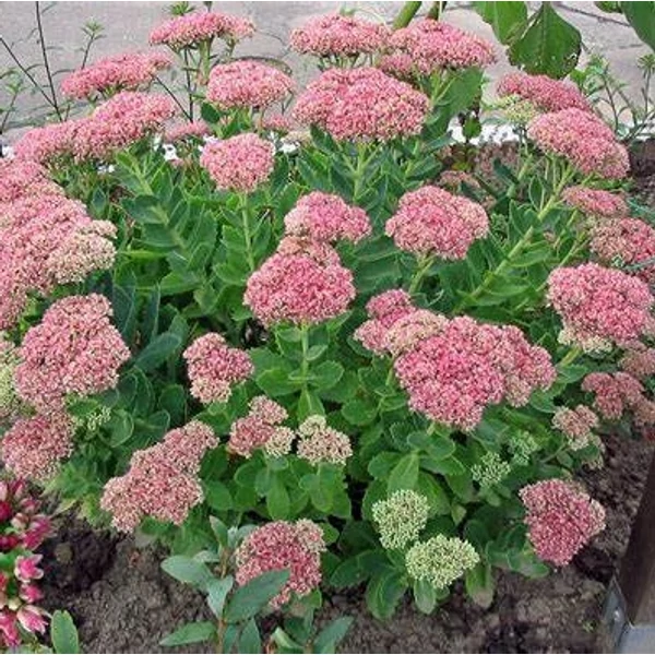 Sedum spectabile (syn.: Sedum telephium, Hylotelephium spectabile) 'Herbstfreude' (syn.: 'Autumn Joy', 'Indian Chief') - Varjúháj