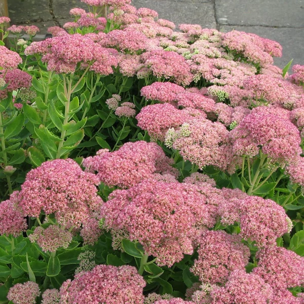 Sedum spectabile (syn.: Sedum telephium, Hylotelephium spectabile) 'Herbstfreude' (syn.: 'Autumn Joy', 'Indian Chief') - Varjúháj