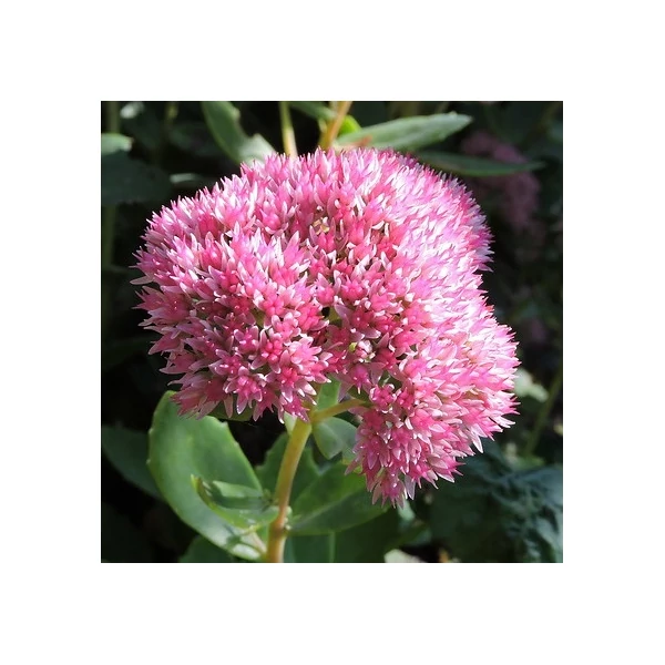 Sedum spectabile (syn.: Sedum telephium, Hylotelephium spectabile) 'Herbstfreude' (syn.: 'Autumn Joy', 'Indian Chief') - Varjúháj