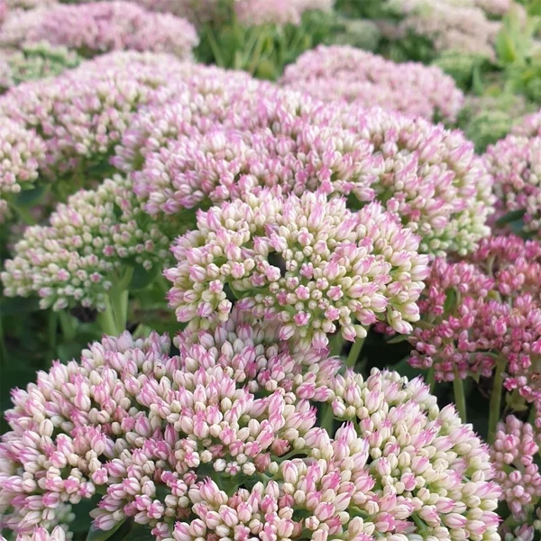 Sedum spectabile (syn.: Sedum telephium, Hylotelephium spectabile) 'Herbstfreude' (syn.: 'Autumn Joy', 'Indian Chief') - Varjúháj