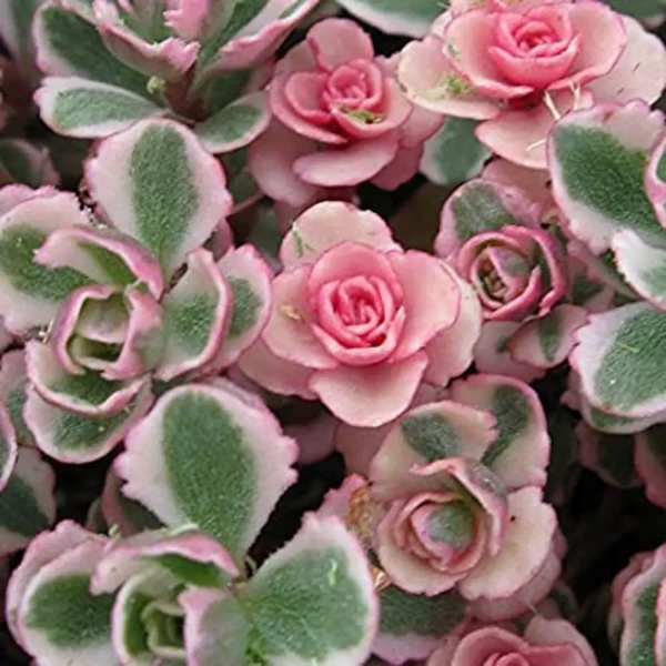Sedum spurium 'Tricolor' - Kaukázusi varjúháj