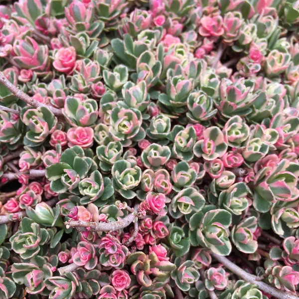 Sedum spurium 'Tricolor' - Kaukázusi varjúháj