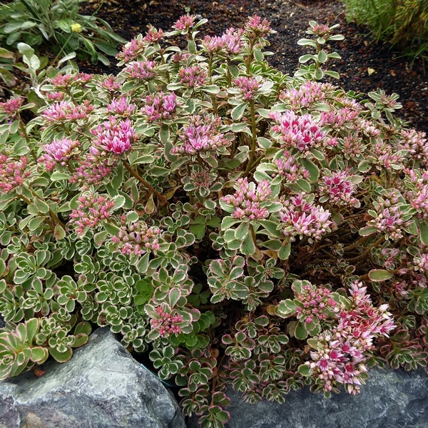 Sedum spurium 'Tricolor' - Kaukázusi varjúháj