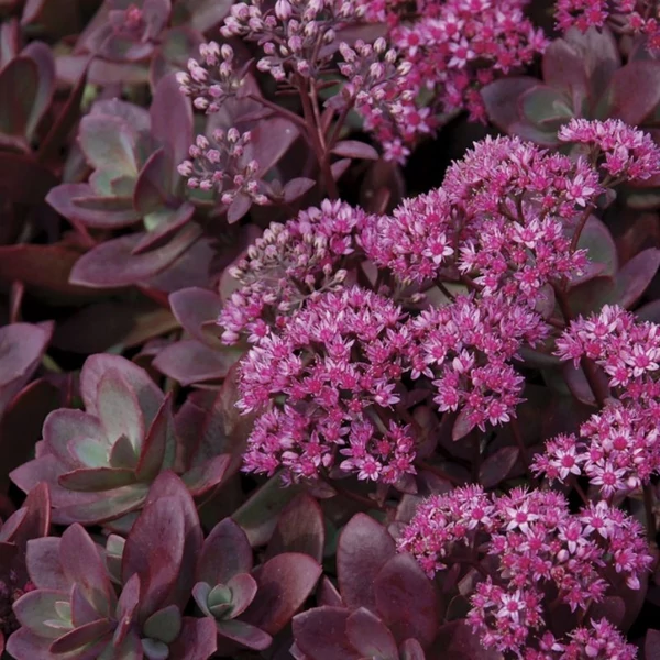 Sedum SunSparkler 'Firecracker' – Varjúháj