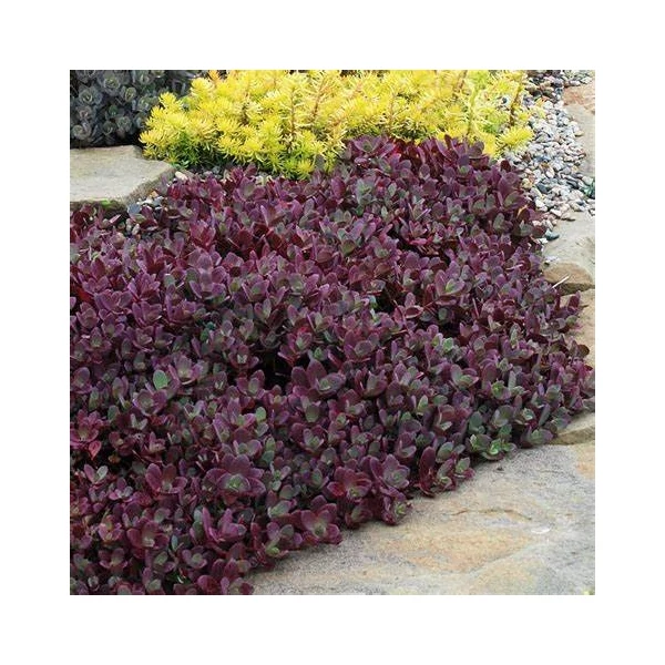 Sedum SunSparkler 'Firecracker' – Varjúháj