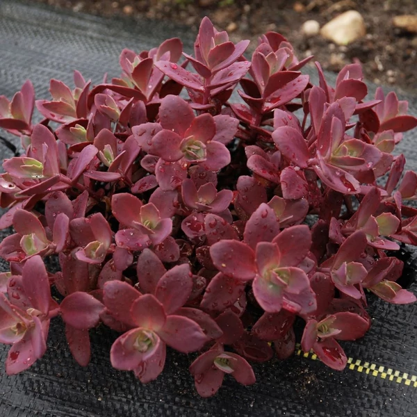 Sedum SunSparkler 'Firecracker' – Varjúháj