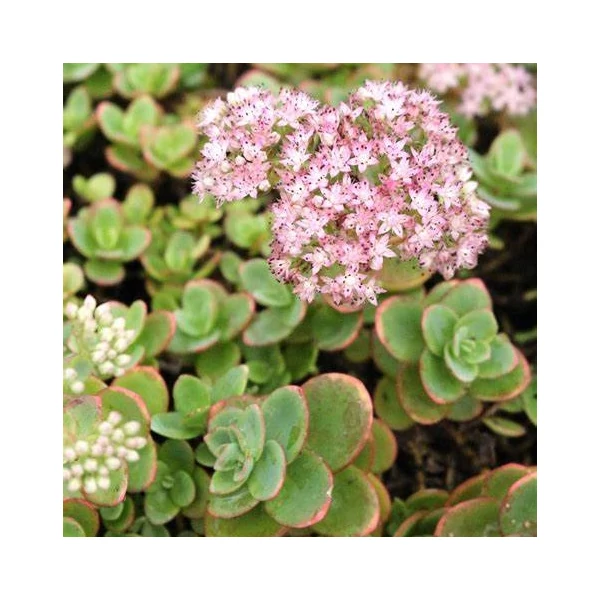 Sedum SunSparkler 'Lime Zinger' – Varjúháj
