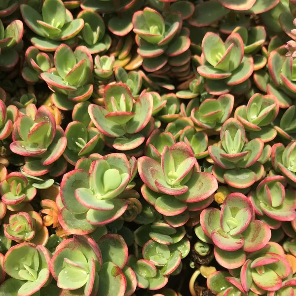Sedum SunSparkler 'Lime Zinger' – Varjúháj