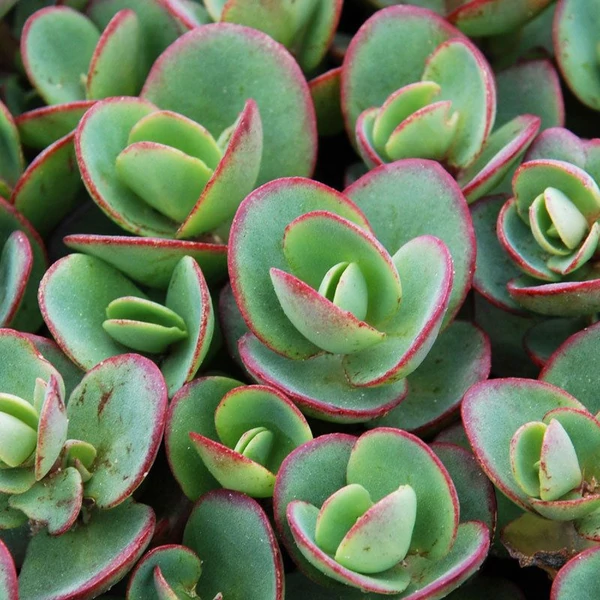 Sedum SunSparkler 'Lime Zinger' – Varjúháj