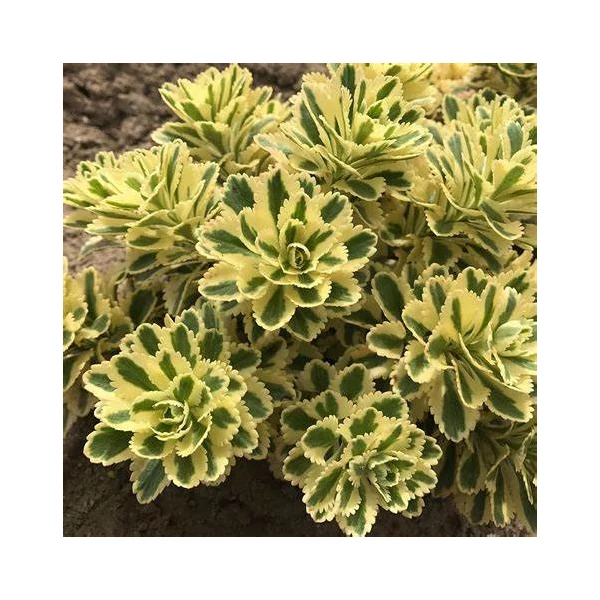Sedum takesimense 'Atlantis' – Koreai varjúháj