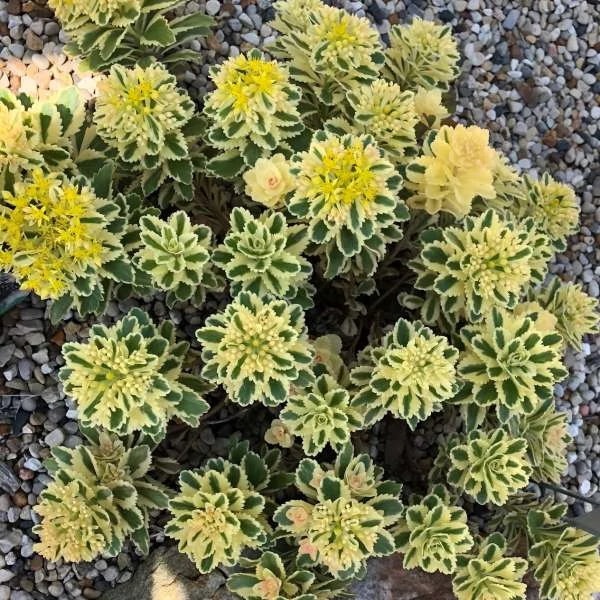 Sedum takesimense 'Atlantis' – Koreai varjúháj
